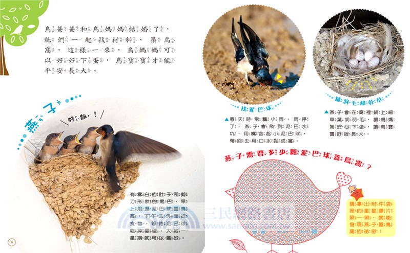 認識鳥兒大小事