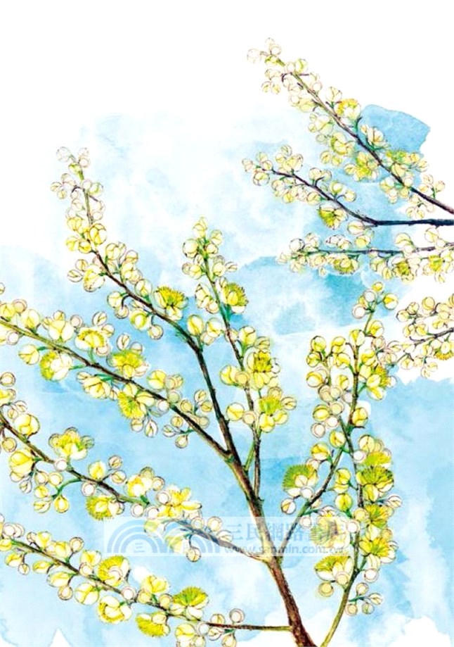 尋花 2：香港原生植物手札