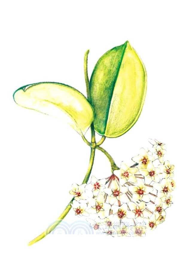 尋花 2：香港原生植物手札