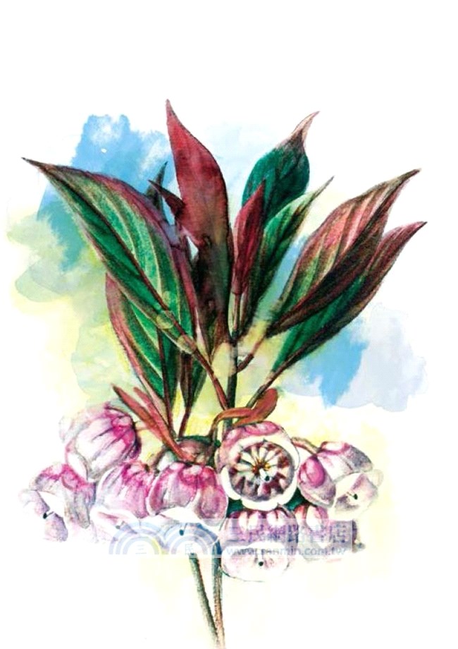 尋花 2：香港原生植物手札