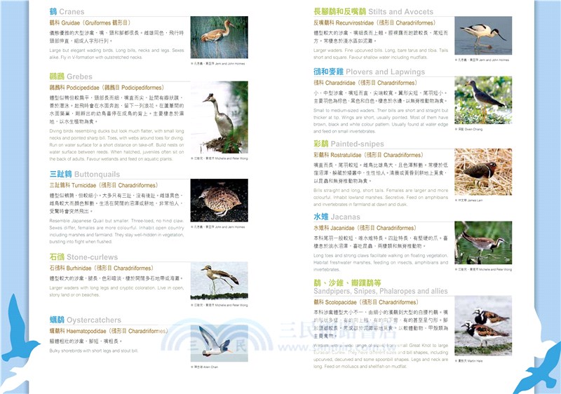 觀鳥系列01：香港觀鳥全圖鑑