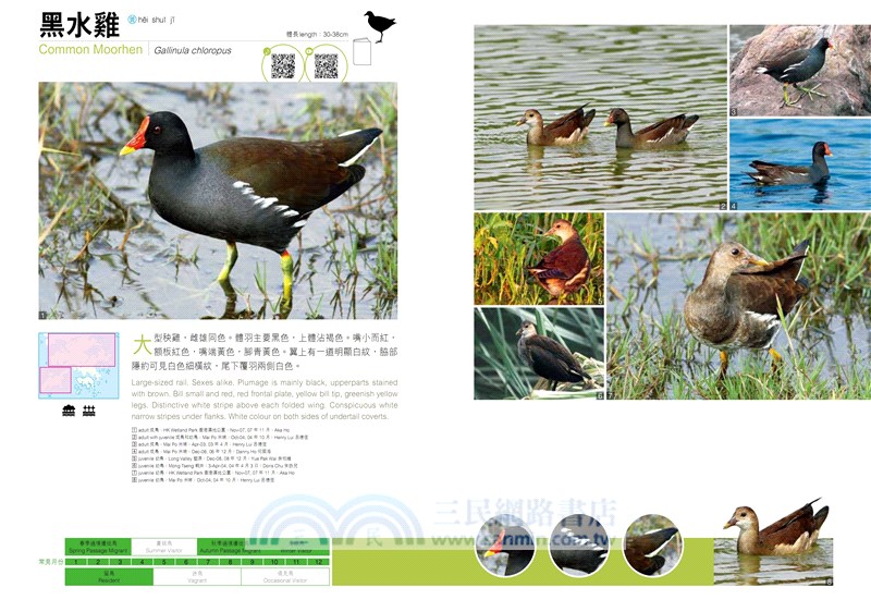 觀鳥系列01：香港觀鳥全圖鑑