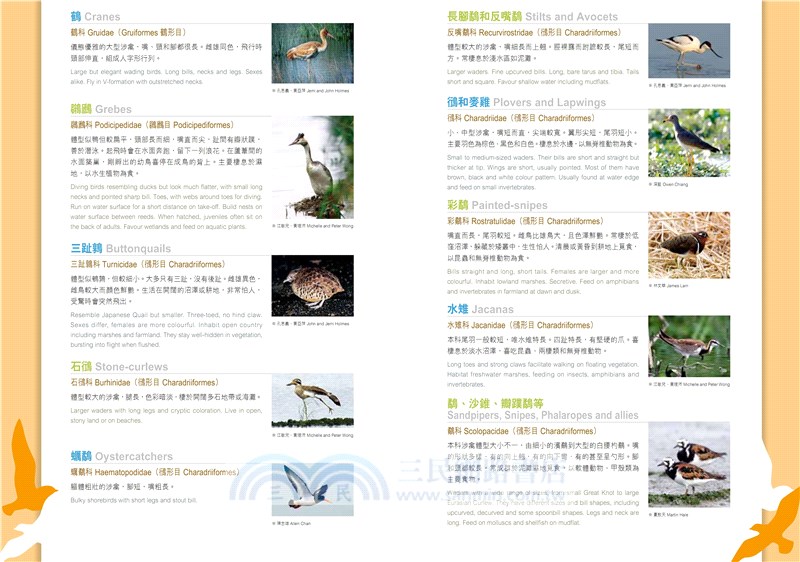 觀鳥系列02：香港觀鳥全圖鑑