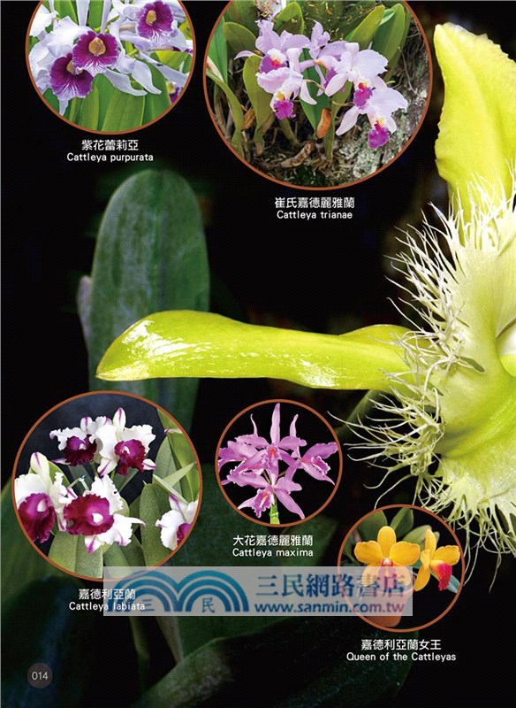 世界植物圖鑑大百科