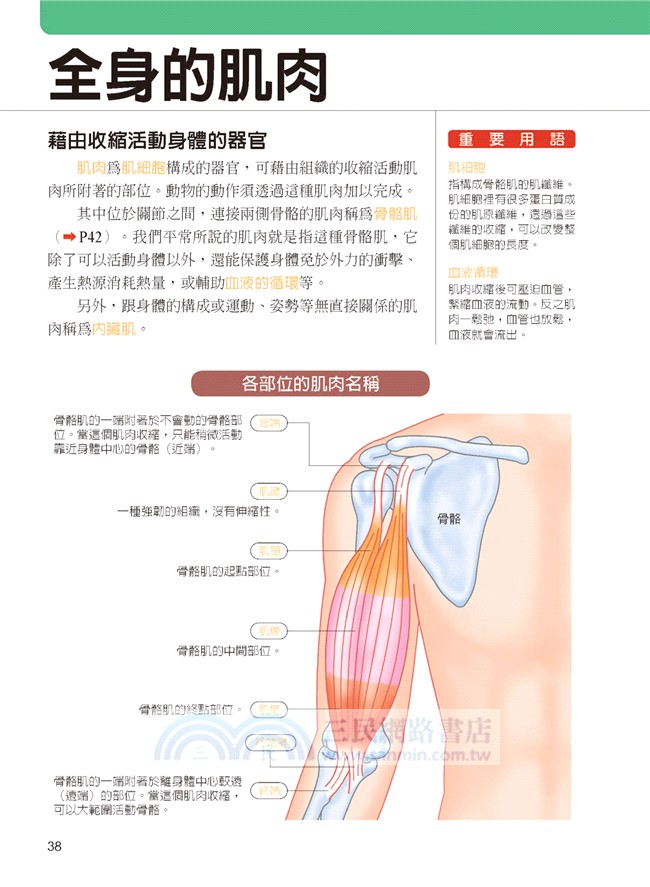 人體解剖學 三民網路書店