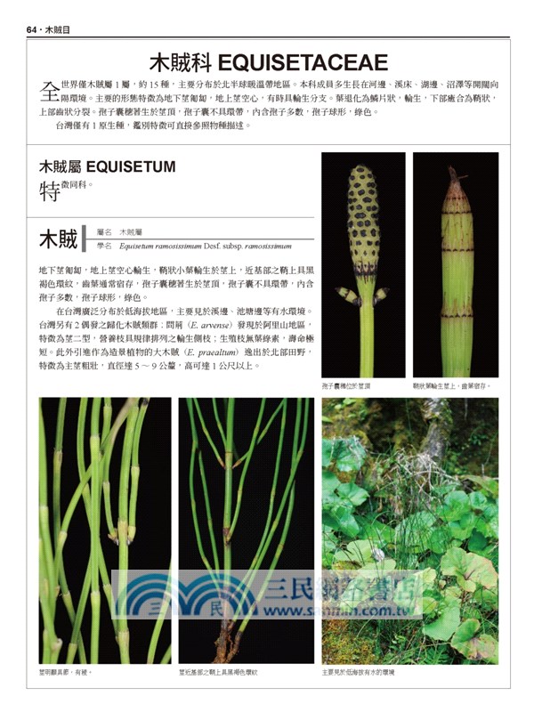 台灣原生植物全圖鑑第八卷 上 蕨類與石松類石松科 烏毛蕨科 三民網路書店