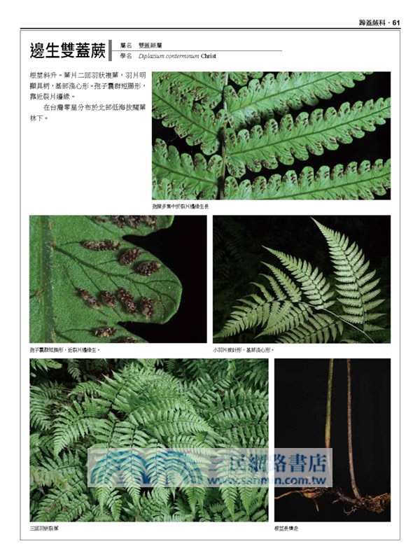 台灣原生植物全圖鑑第八卷（下）：蕨類與石松類 蹄蓋蕨科--水龍骨科