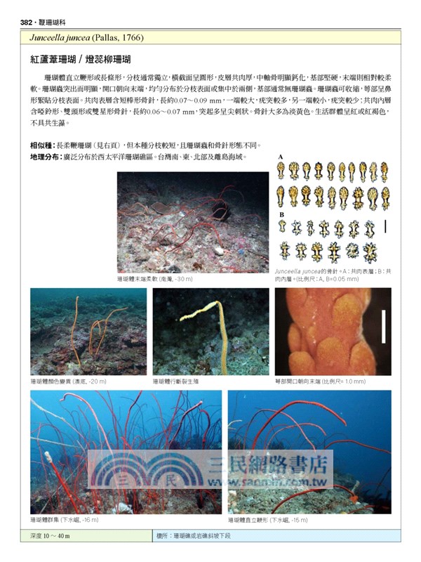 台灣珊瑚全圖鑑（下）：八放珊瑚