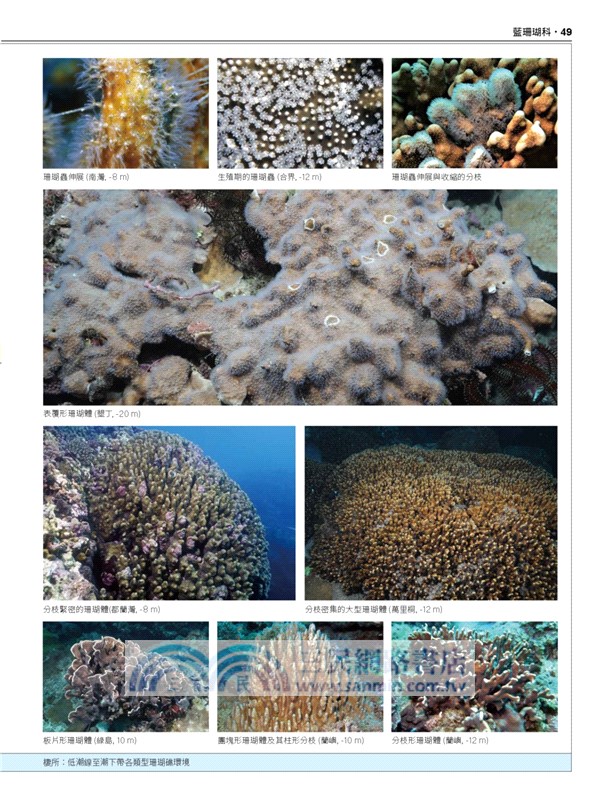 台灣珊瑚全圖鑑（下）：八放珊瑚