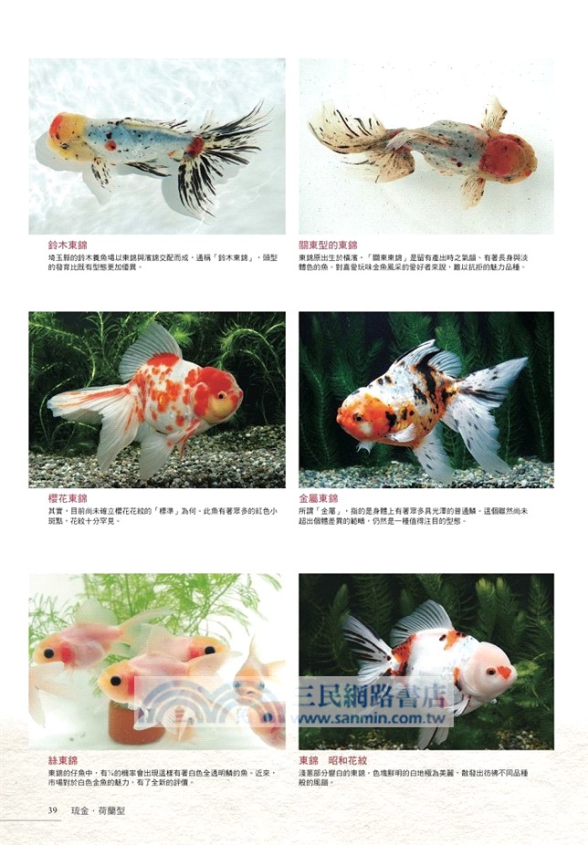 給新手的金魚鑑賞 飼養指南 三民網路書店