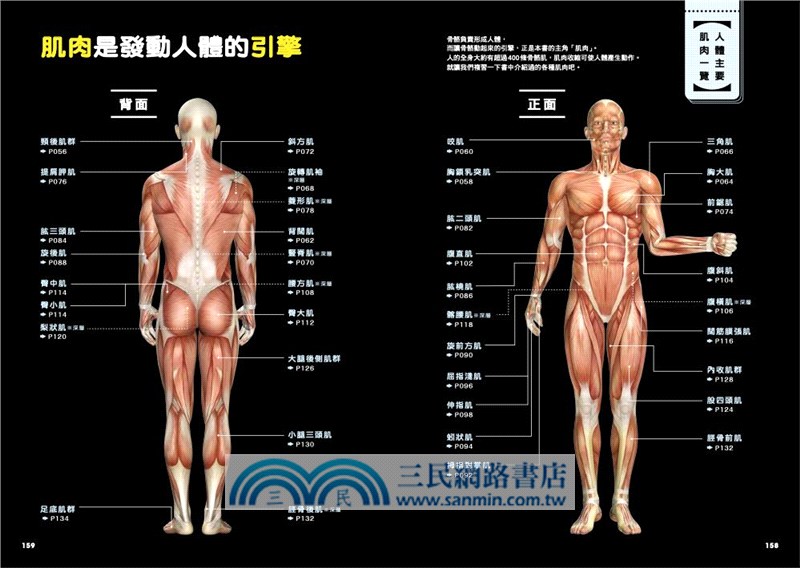 肌肉構造大圖鑑 三民網路書店