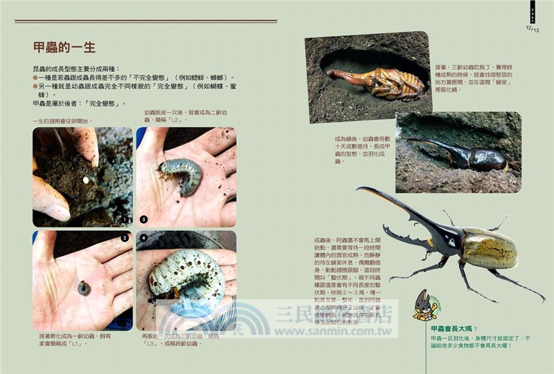 甲蟲超人超圖解