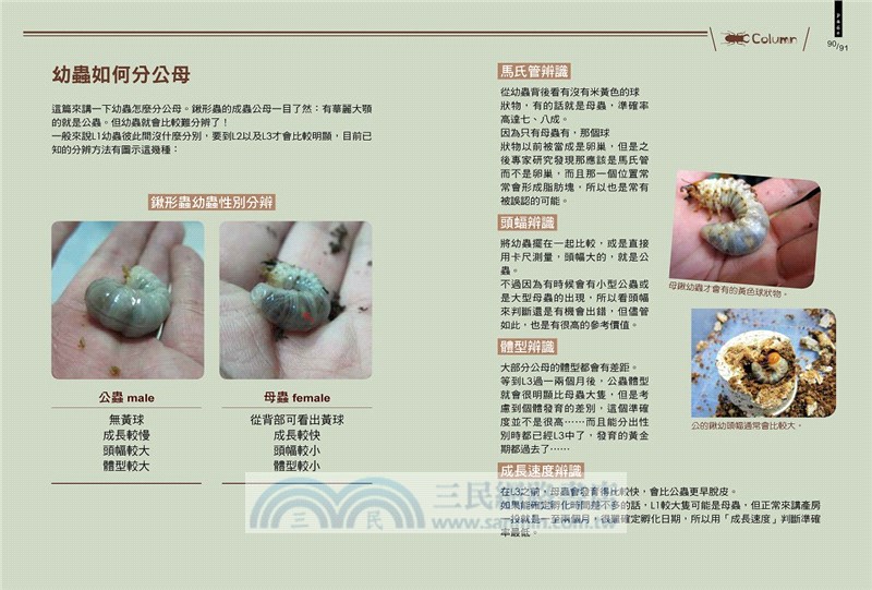 甲蟲超人超圖解