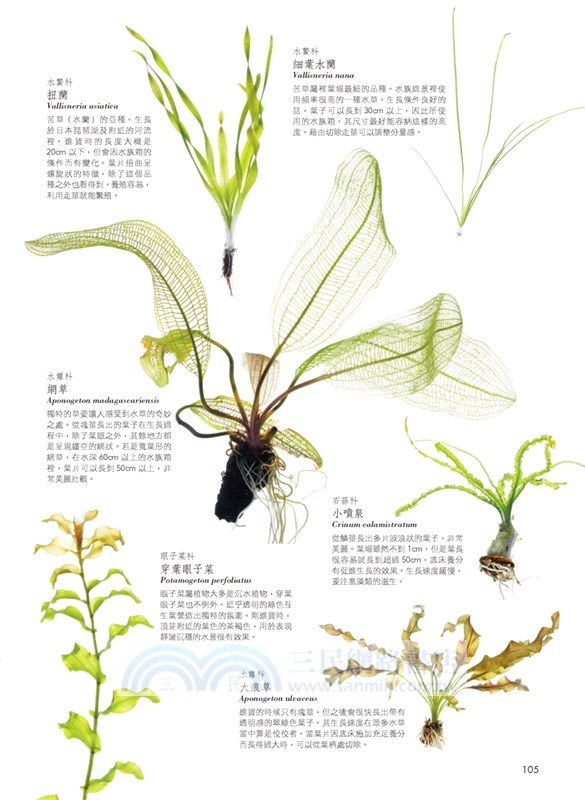 水草缸造景設計 7天打造療癒水森林 三民網路書店