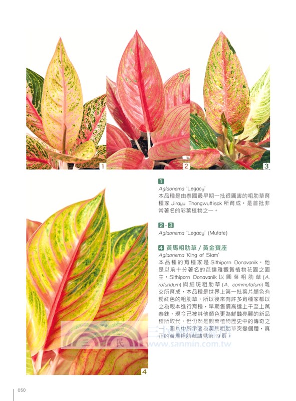 觀葉植物圖鑑：500種風格綠植栽培指南