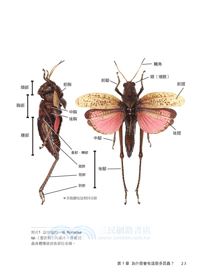 昆蟲真不可思議 比人類世界還精采的蟲兒日常生活 三民網路書店
