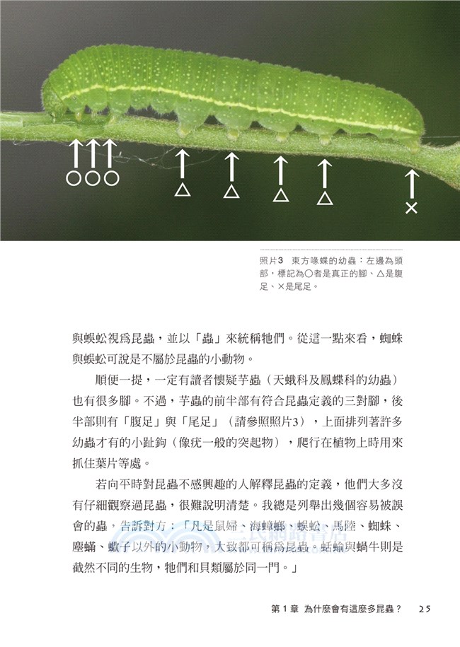 昆蟲真不可思議 比人類世界還精采的蟲兒日常生活 三民網路書店