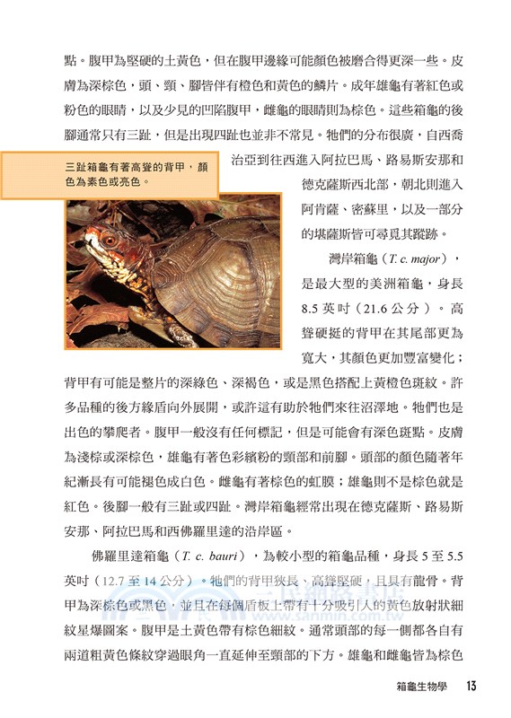 箱龜：北美箱龜與亞洲箱龜的完全照護指南！