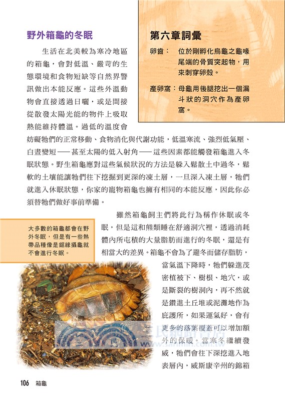 箱龜：北美箱龜與亞洲箱龜的完全照護指南！