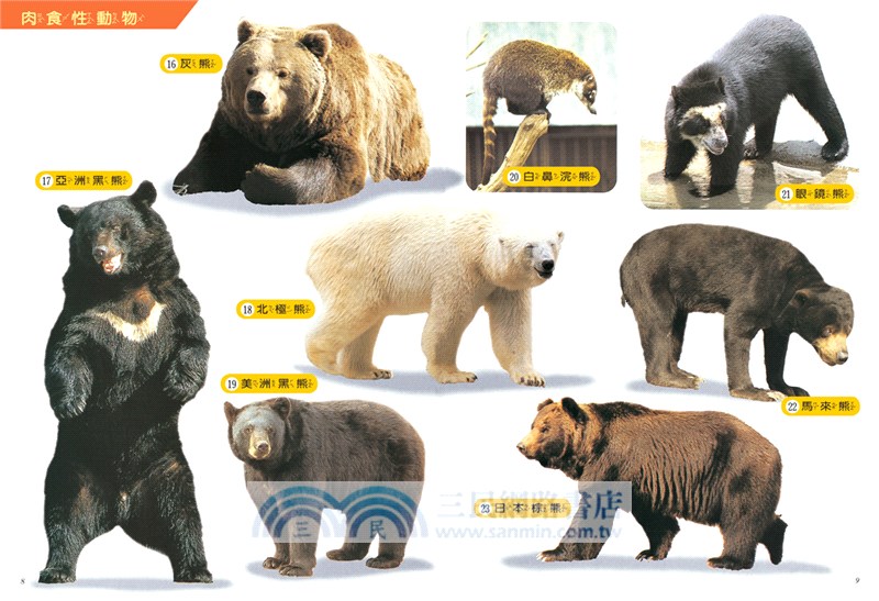 動物探索300：活力滿滿 超級觀察繪本