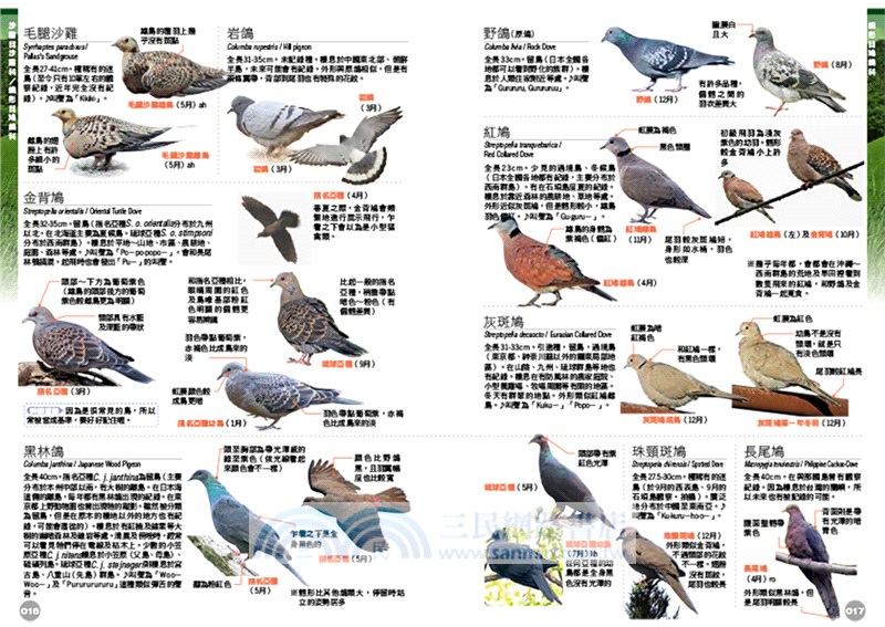 野鳥完全圖鑑：詳盡比對辨識，盡覽鳥類之美