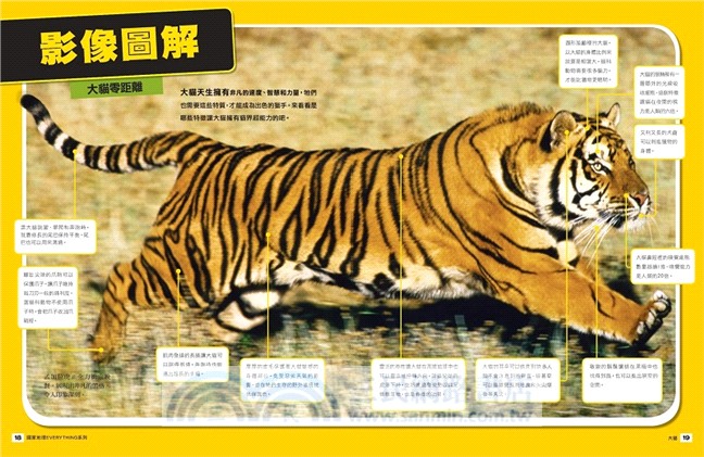 國家地理兒童百科：大貓