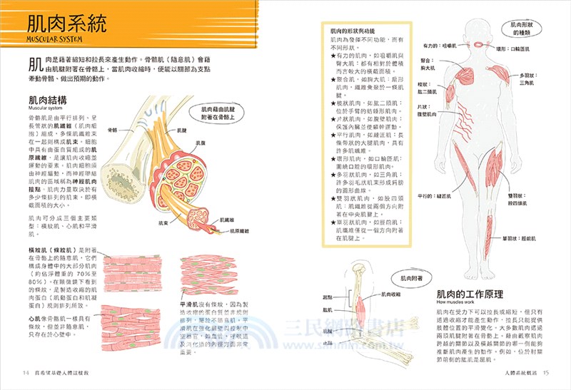 真希望基礎人體這樣教【暢銷修訂版】：國高中生必備！看圖學人體，從骨骼關節、神經系統到循環與內分泌，建立人體素養一本就夠！