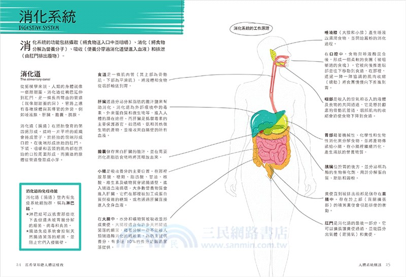 真希望基礎人體這樣教【暢銷修訂版】：國高中生必備！看圖學人體，從骨骼關節、神經系統到循環與內分泌，建立人體素養一本就夠！