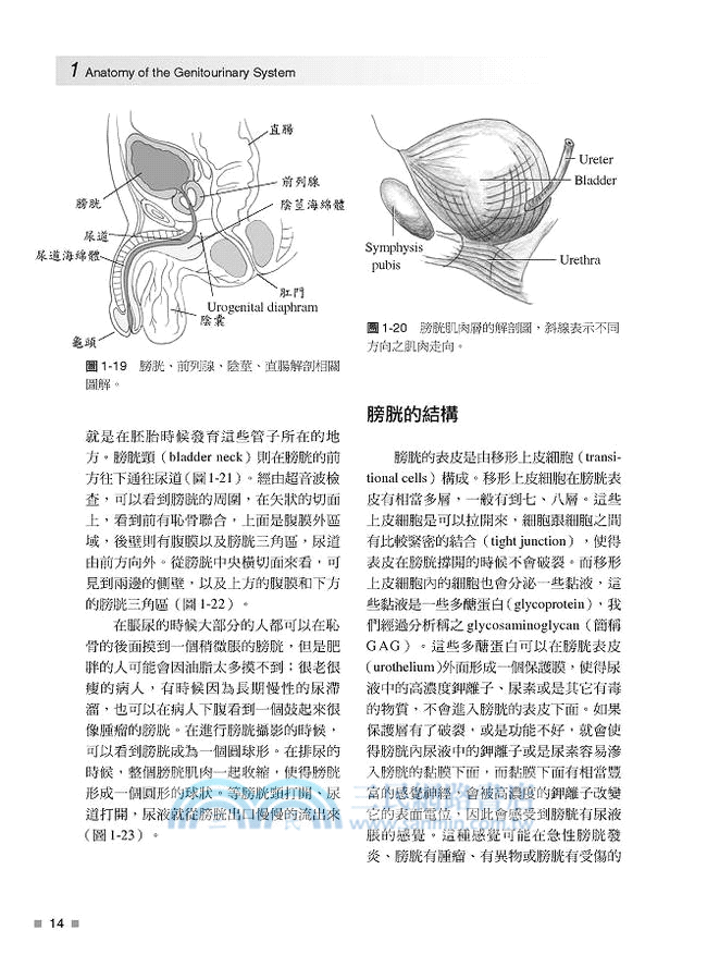 臨床泌尿學 共二冊 三民網路書店