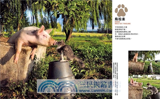 岩合光昭的貓步走世界