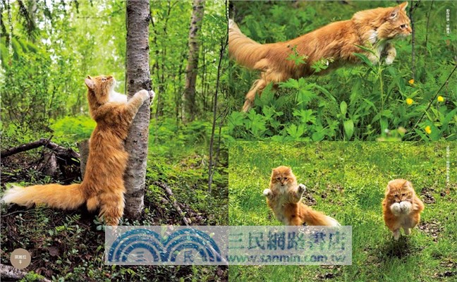 岩合光昭的貓步走世界