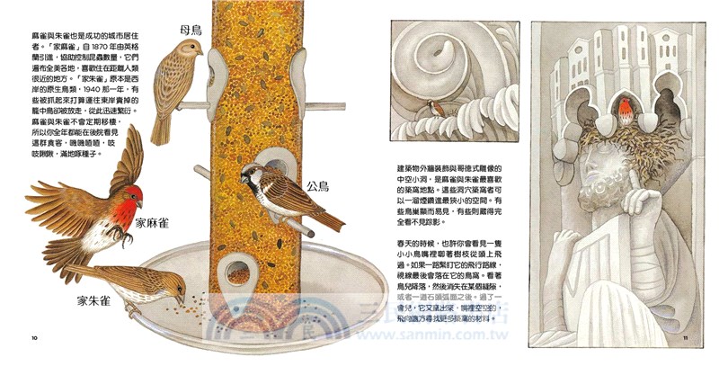 城市裡的鳥巢：鳥兒們「窩」在哪裡？