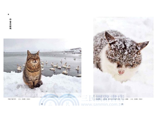 與貓散步－岩合光昭