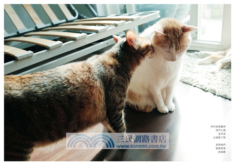 黃阿瑪的後宮生活：被貓咪包圍的日子