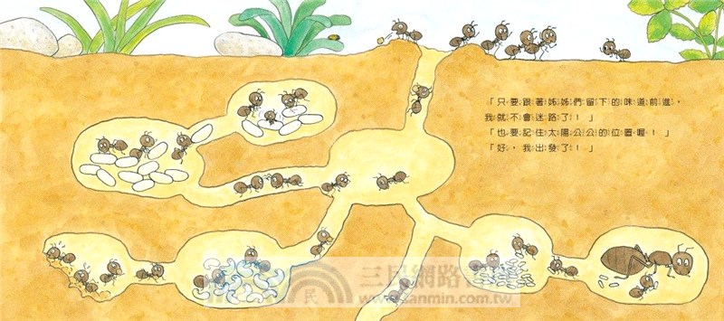 認識蟲蟲世界：小螞蟻去探險