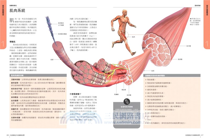 肌筋膜徒手按摩解剖書：5大部位×10種手法×7道程序，紓解運動疲勞＆提升競技表現的終極按摩法