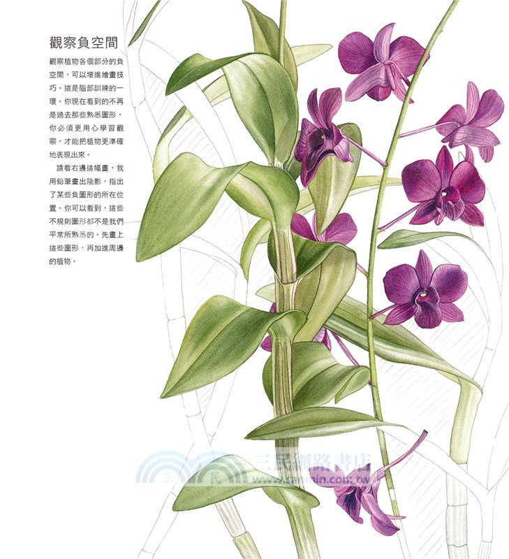 解剖Billy Showell水彩植物畫：世界級藝術家的傳奇畫作及其技法