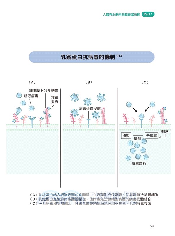 疫起看見乳鐵蛋白的健康效應：權威揭密！守護一生的神奇蛋白質