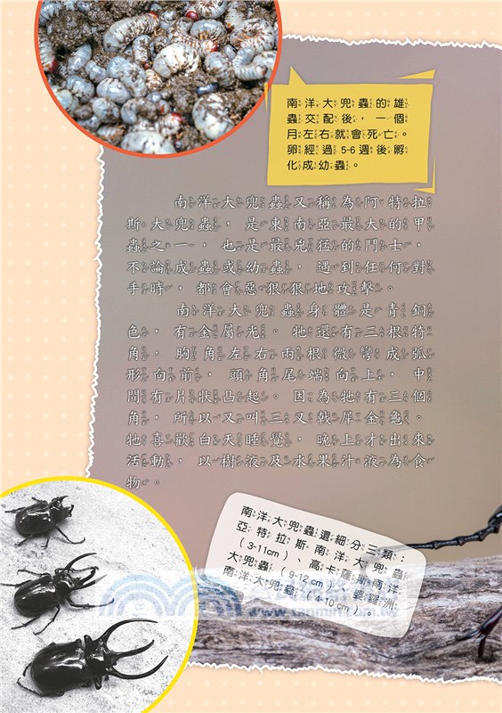 世界甲蟲圖鑑小百科：鞘翅目