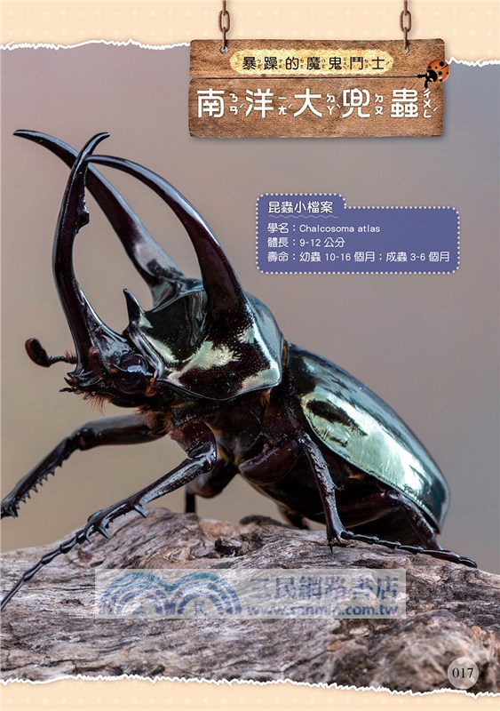 世界甲蟲圖鑑小百科：鞘翅目