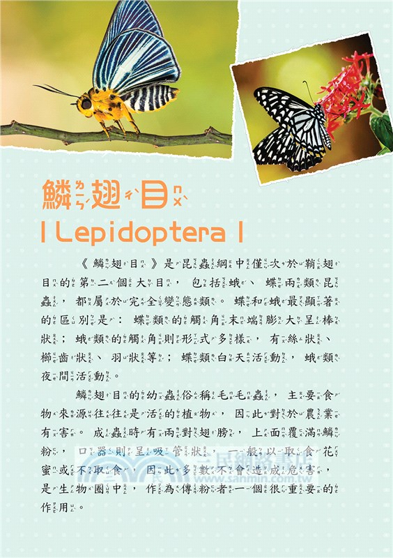 世界昆蟲圖鑑小百科《六足動物》