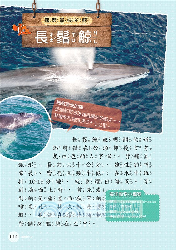 海洋動物圖鑑小百科《脊椎／無脊椎動物》