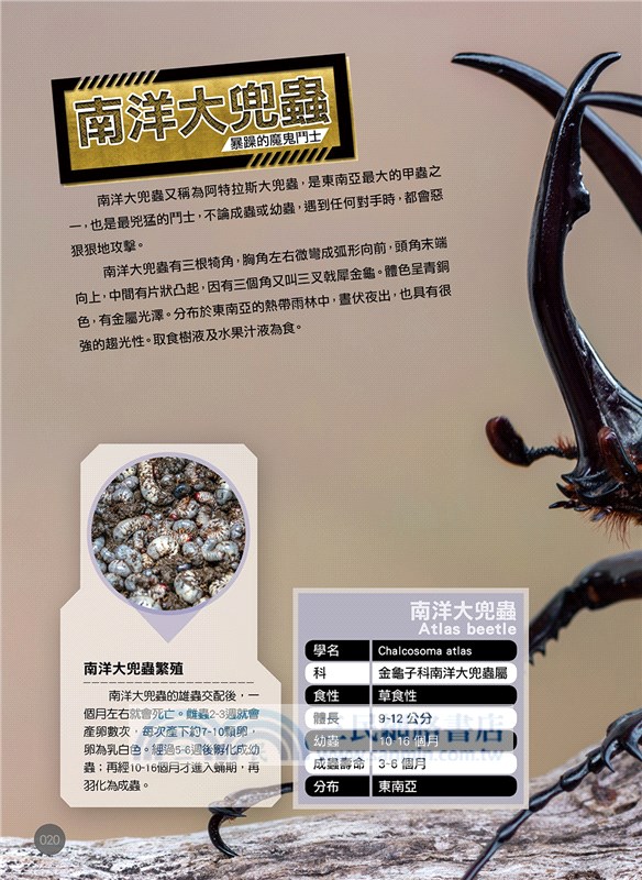 世界昆蟲動物圖鑑大百科