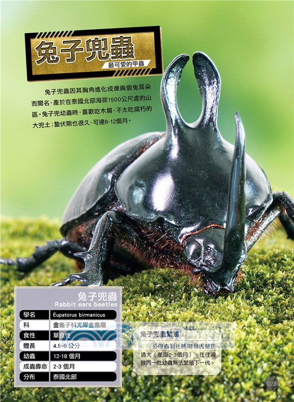 世界昆蟲動物圖鑑大百科