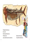 Fossils Tell of Long Ago (Stage 2)