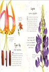 An Anthology of Flowers：A Collection of Flowers from Gardens, Woodlands, Mountains and More