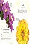 An Anthology of Flowers：A Collection of Flowers from Gardens, Woodlands, Mountains and More