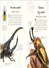 An Anthology of Beetles：A Collection of Brilliant Beetles from Around the World