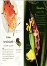 An Anthology of Beetles：A Collection of Brilliant Beetles from Around the World