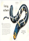 An Anthology of Remarkable Bugs (英國版)